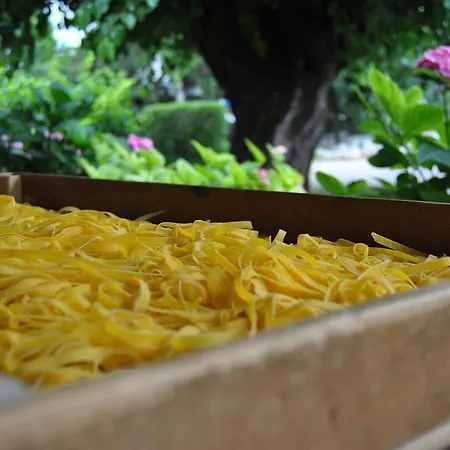 Mimosa Guest house *
